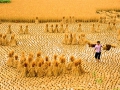 harvest-time-cao-bang