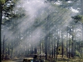 Pine Forest in Dalat in the Morning