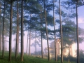 Pine Forest in Dalat