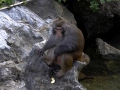 monkey-in-halong-bay