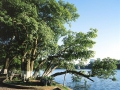 old-tree-in-hoan-kiem-lake