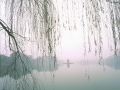 willow-at-hoan-kiem-lake