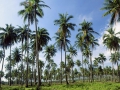 coconut-in-nha-trang