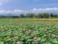 lotus-in-nha-trang