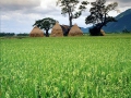 rice-field-in-nha-trang