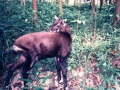 saola-found-in-phong-nha-national-park