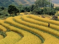 field-in-supan-village