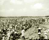 Defensive strategy: An irrigation system was built in 1958 to water the vast farmlands of the three provinces of Bac Ninh, Hung Yen and Hai Duong and protect them from flood.