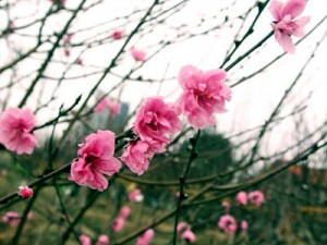 Peach Blossoms