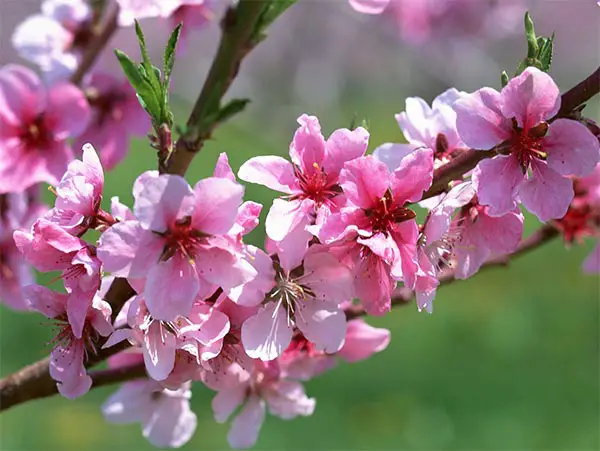 Peach-Blossoms