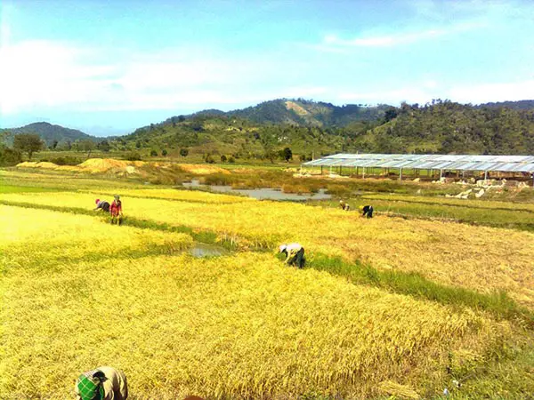 Rice Field In Vietnam